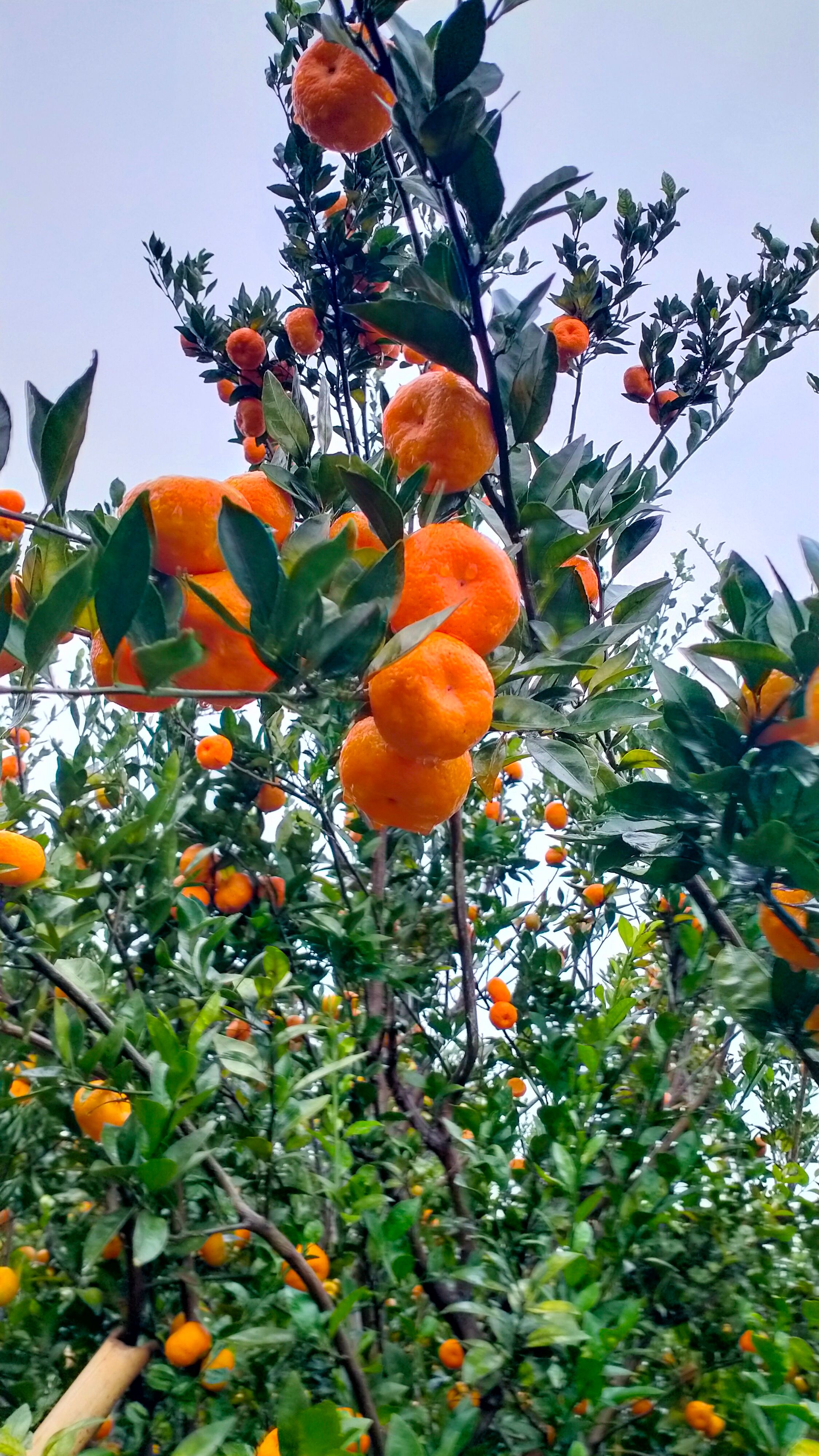 蜜桔  桂林南丰蜜橘