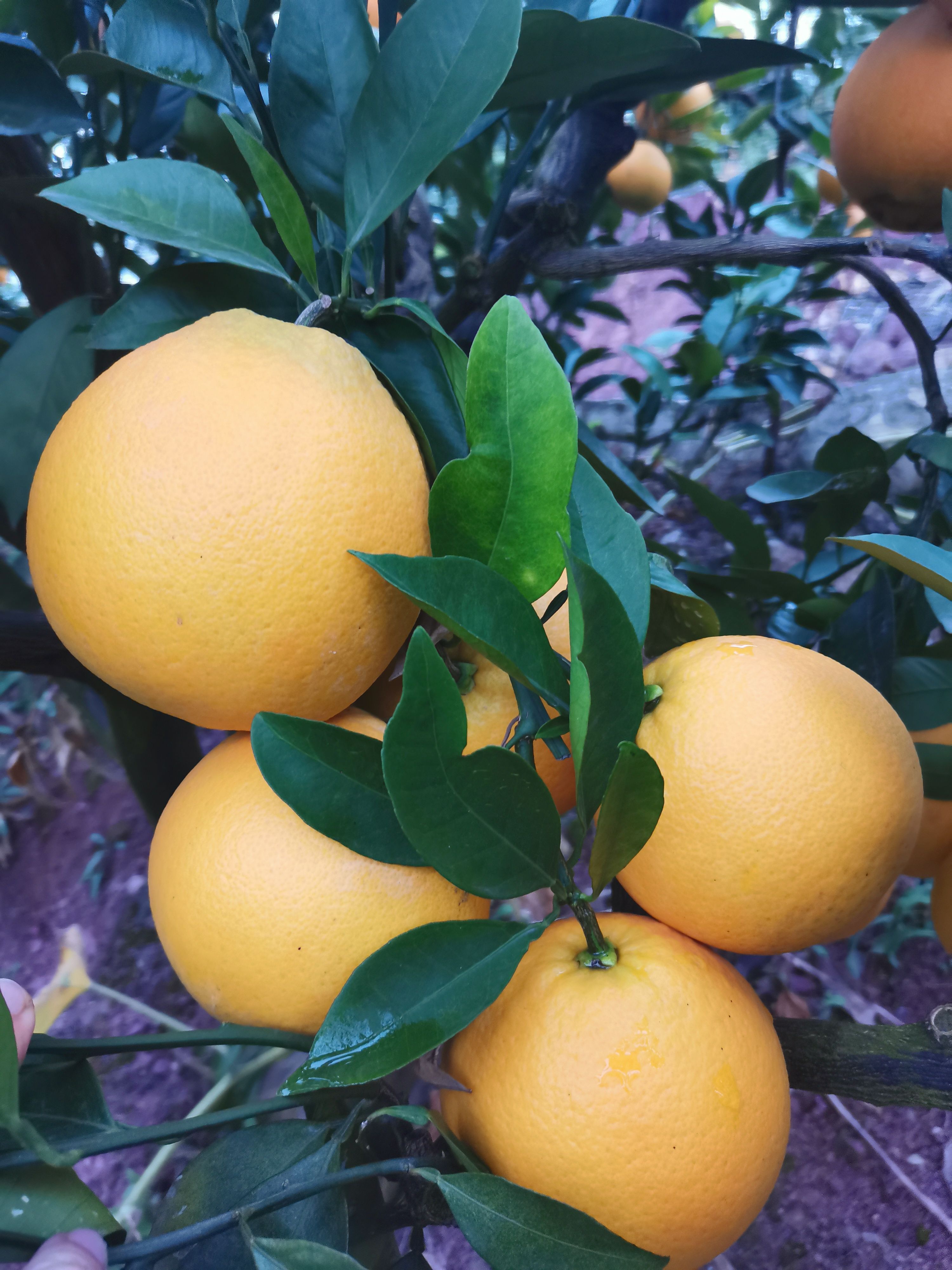 脐橙 湖北省恩施土家族苗族自治州巴东县 