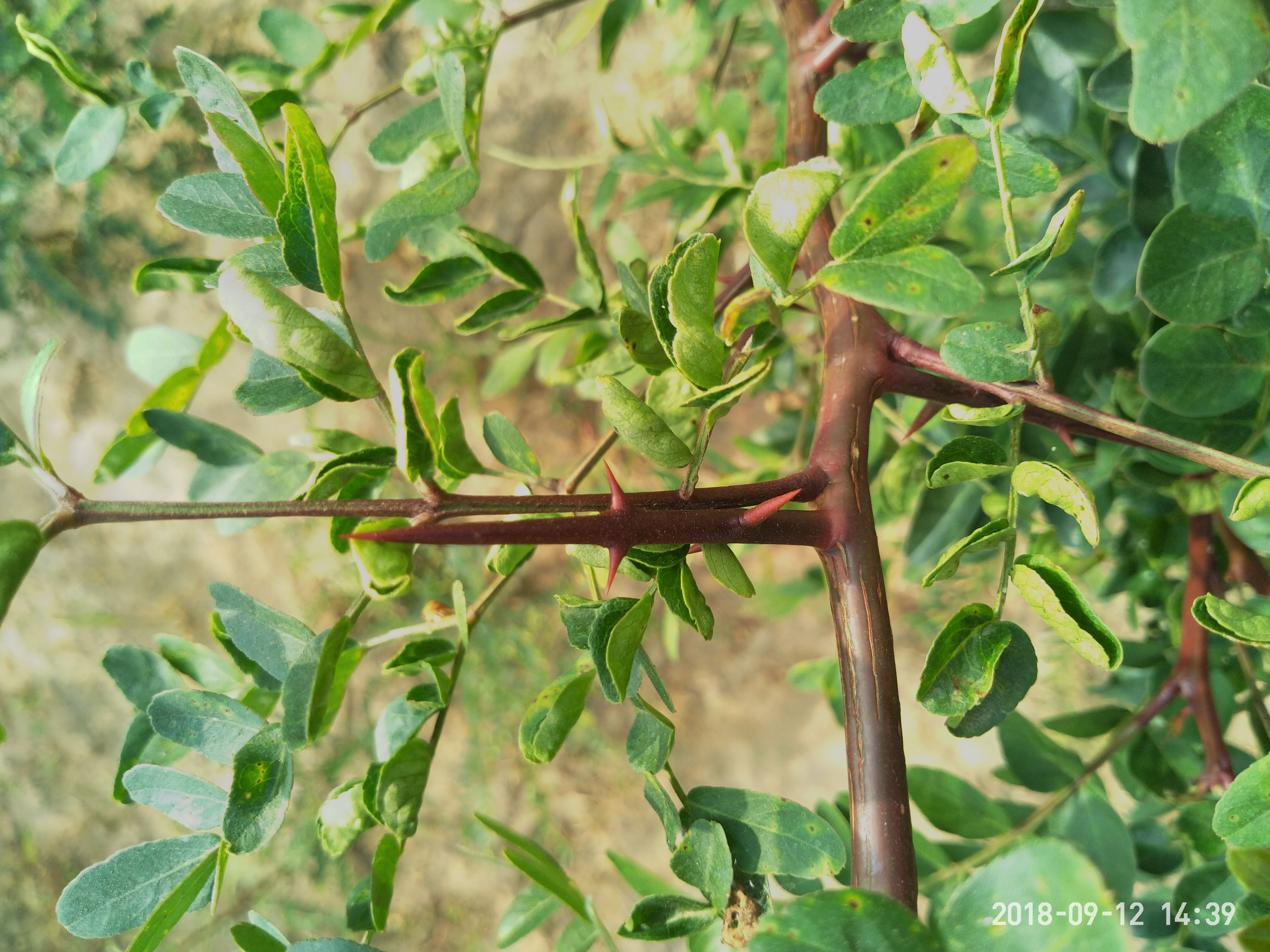 大刺皂角树  皂角种苗