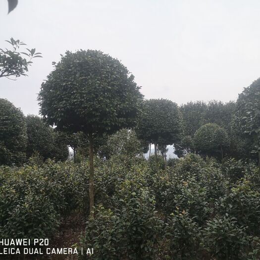 高县茶花树 精品茶花求