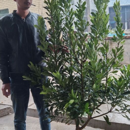 靖州县大黑炭杨梅树苗  杨梅树苗（营养杯苗）