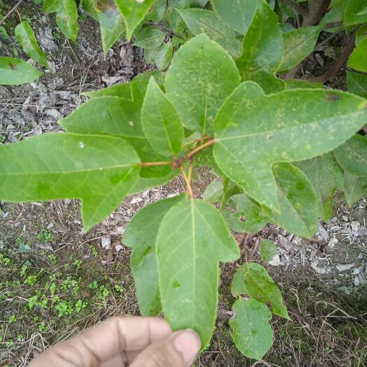 绥宁县半枫荷树 半边枫苗  半枫菏苗 药材苗 上门可以留高大苗