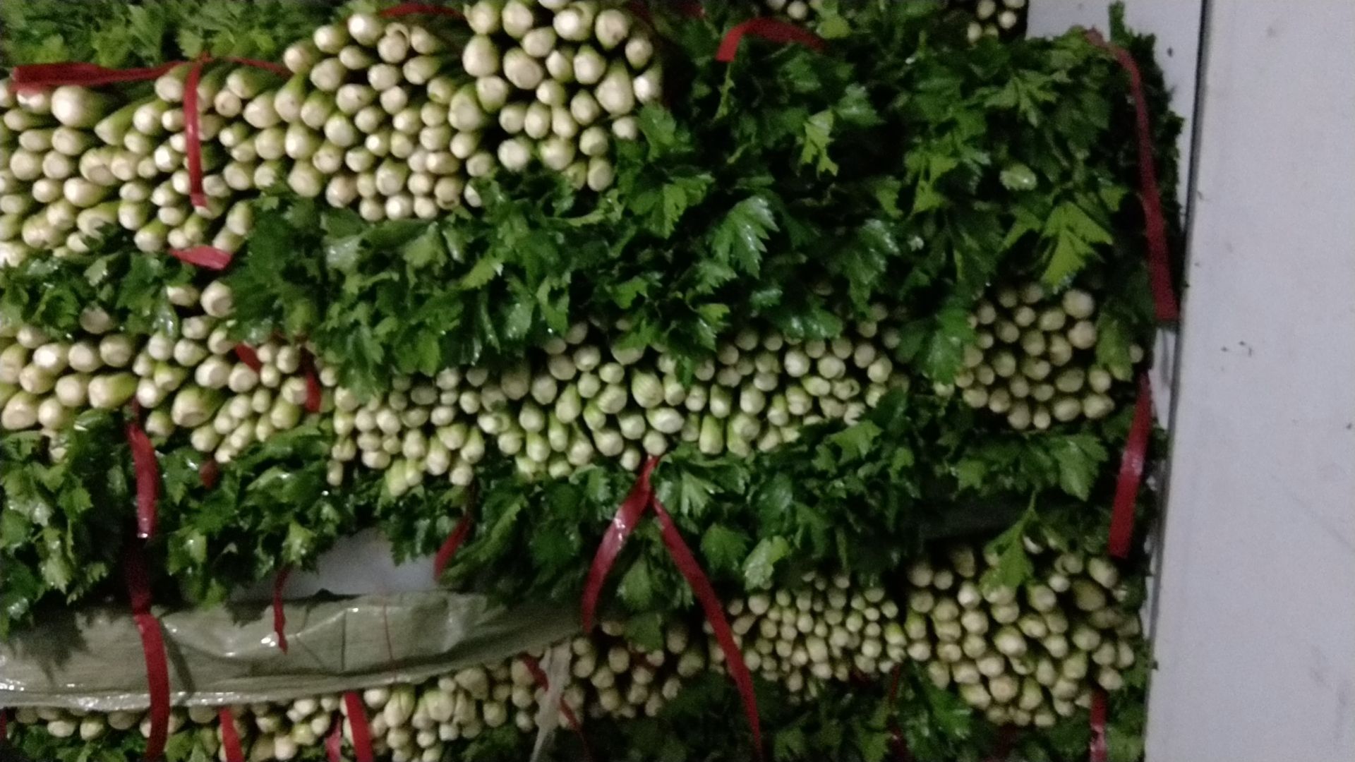 西芹  大芹菜    货源充足   质量保证  代发全国