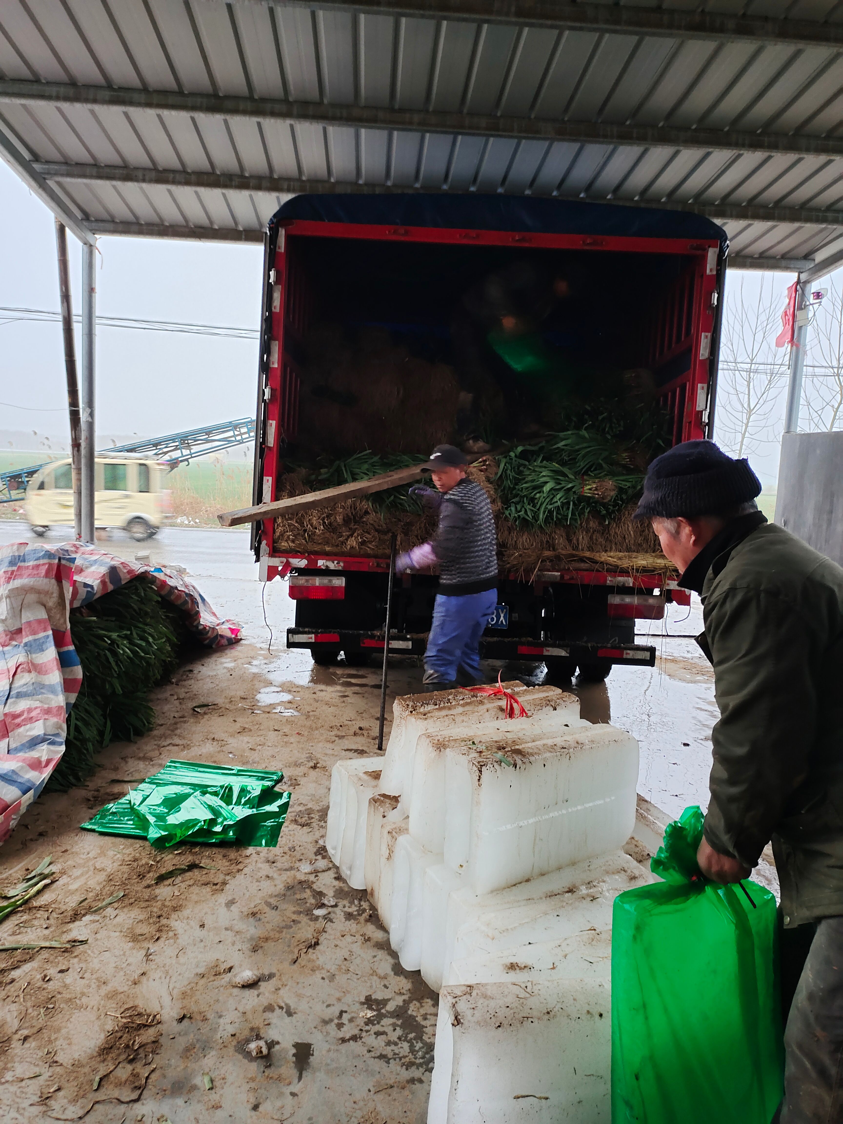 苏北地区红根蒜苗主产区，水洗，干货，毛货大量供应中！