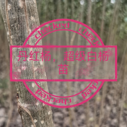 京山市白杨一号  丹红杨，超级白杨苗种条，种段0.5元／段‘