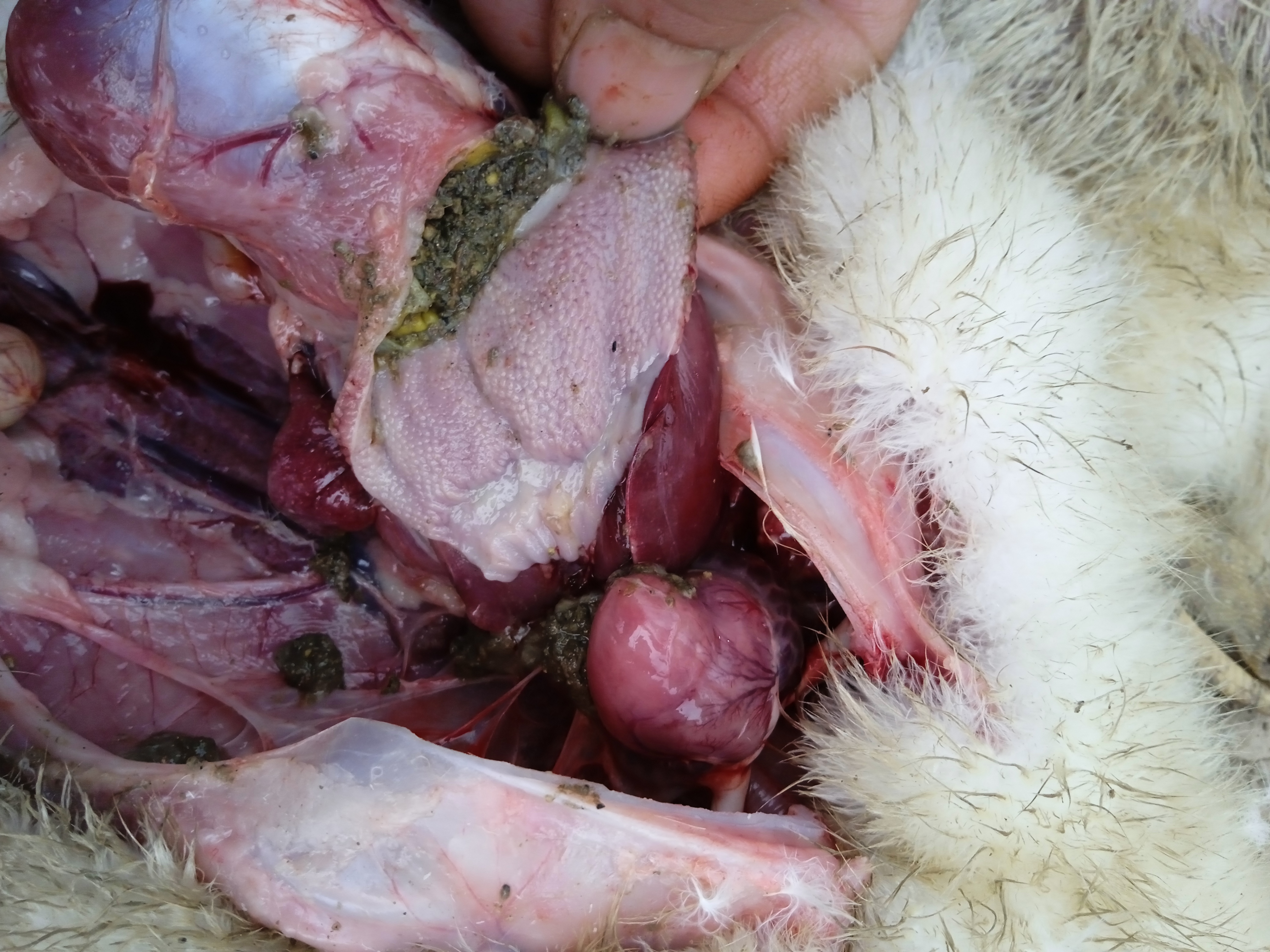 小鹅18天2300只鹅主要拉白痢瘸脚当地兽医解剖说有呼肠孤感冒浆膜炎能