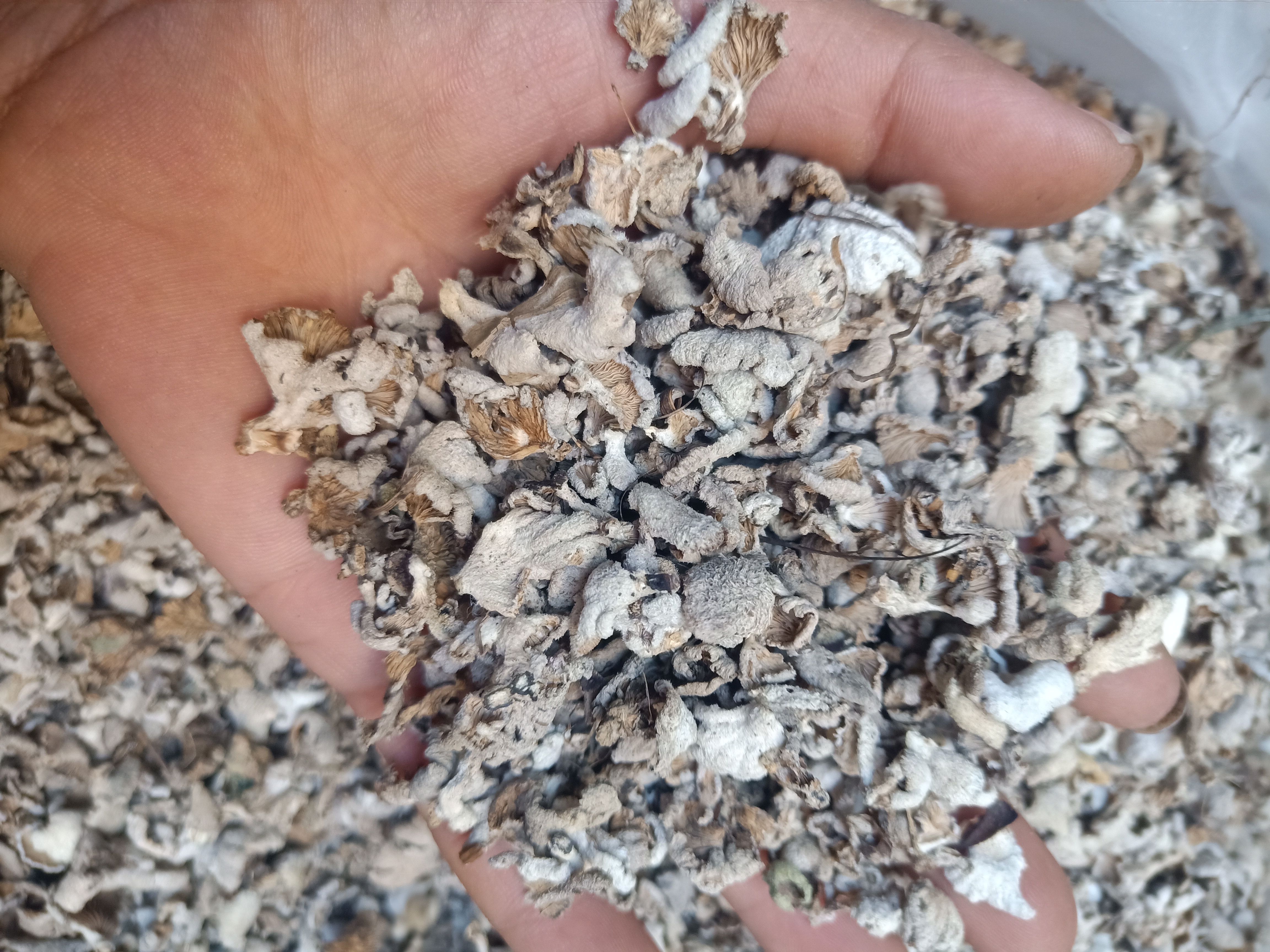 思茅白参菌 云南普洱白参菌_大山里的白参菌_非种植货_干货