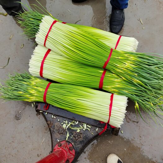 白帽蒜薹 江苏省徐州市沛县 60~70cm