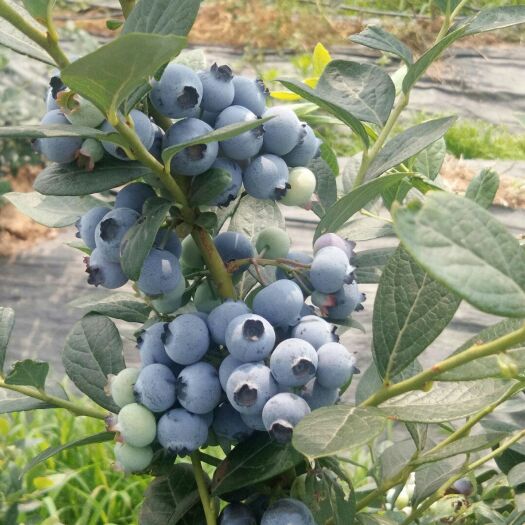 果园 有机蓝莓采摘园招募合伙人，药材食用菌种养殖