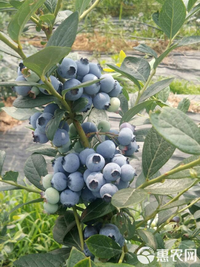 果园 有机蓝莓采摘园招募合伙人，药材食用菌种养殖