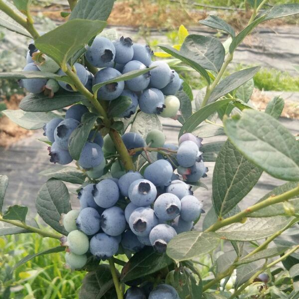 果园 有机蓝莓采摘园招募合伙人，药材食用菌种养殖