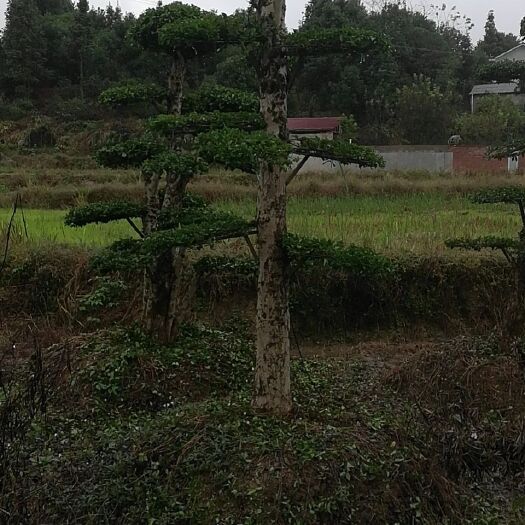 浏阳市 造型白蜡