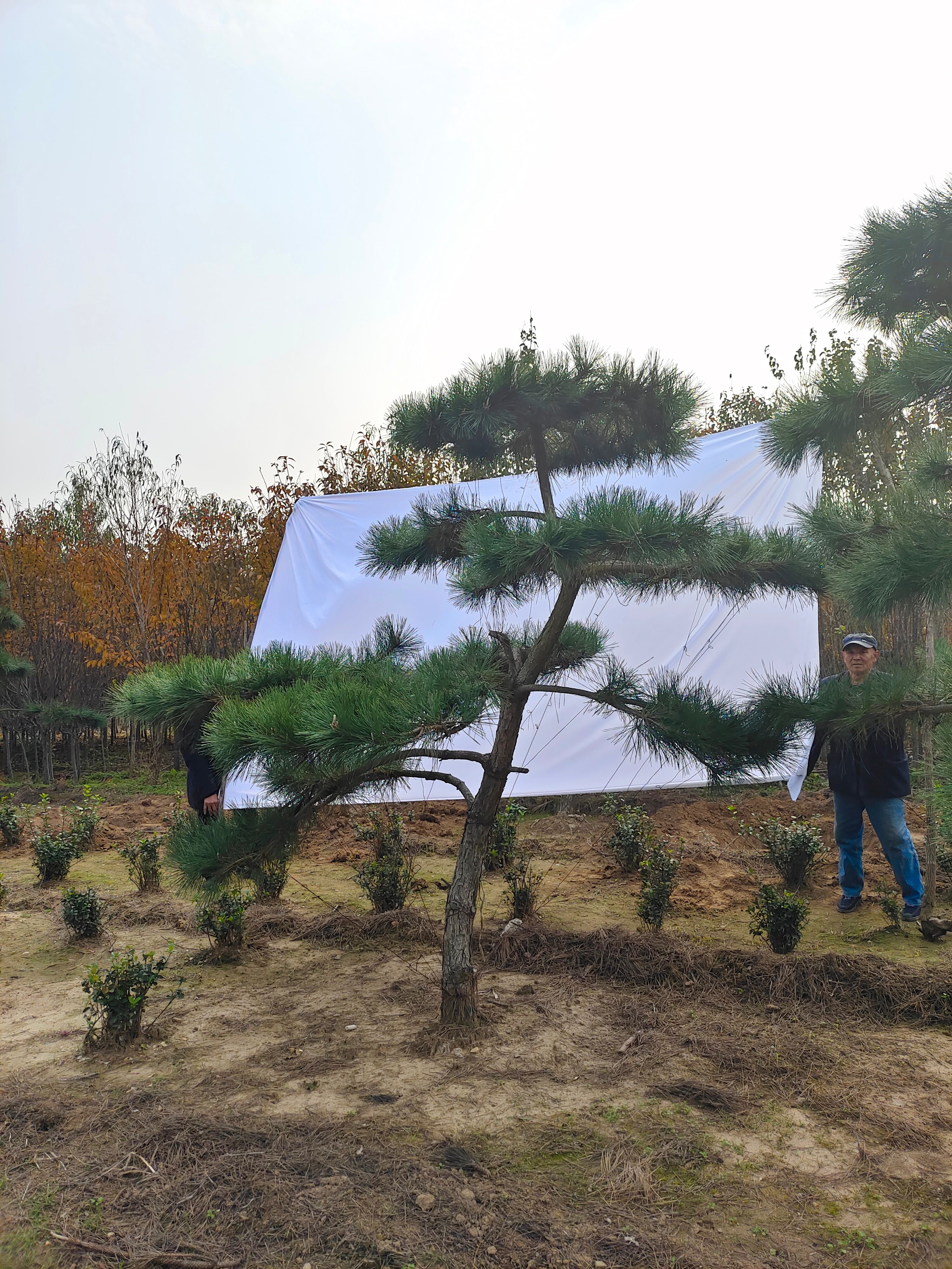 造型黑松 造型松清地