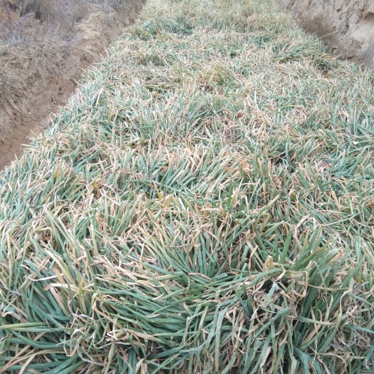 榆林米脂山地红葱