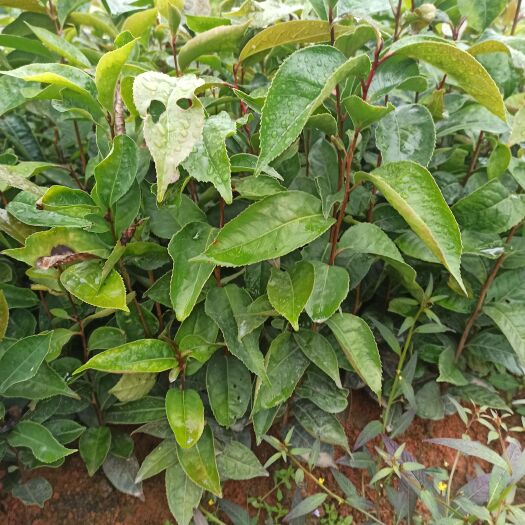 定南县茶花树 红花大果油茶