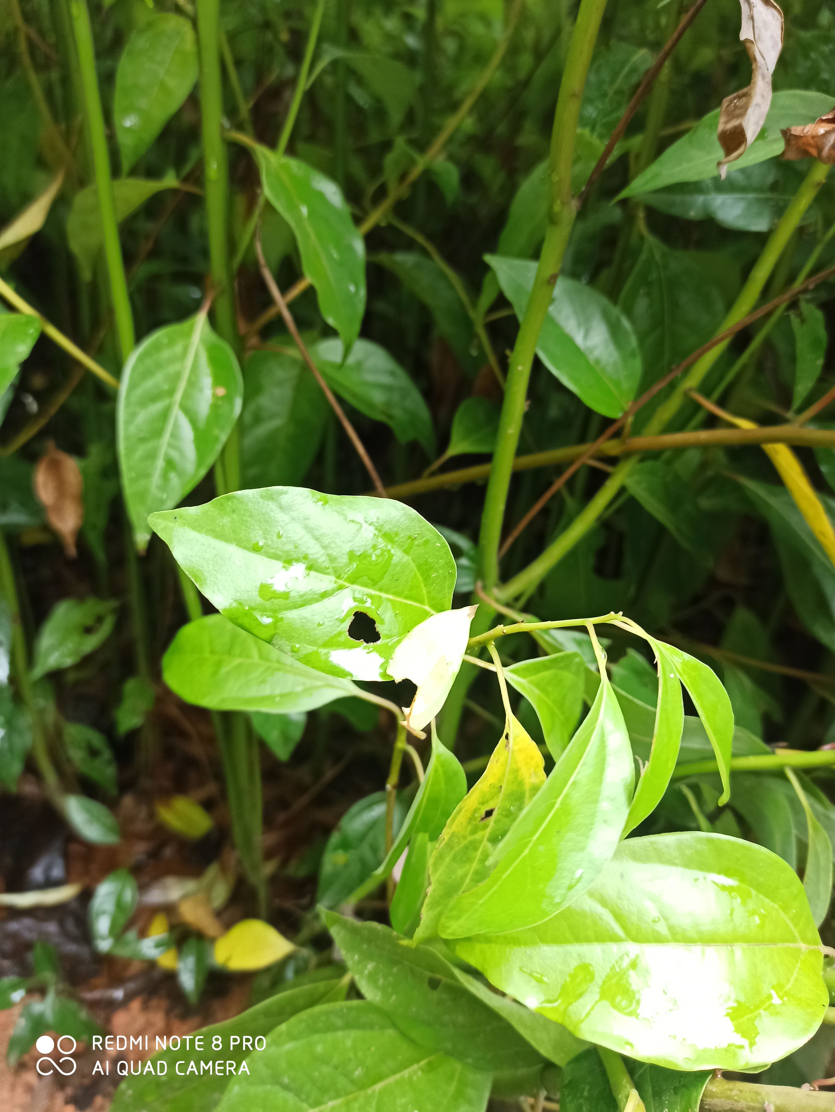 小叶樟  小叶香樟苗大量供应价格优惠！