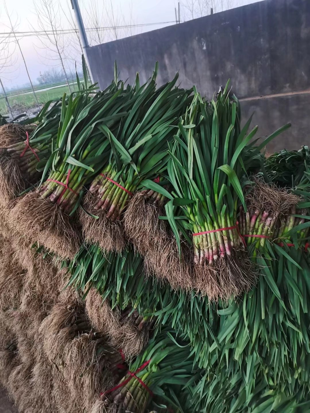 沛县苏北地区万亩红根蒜苗大量供应中！干货，水洗，毛货一条龙服务！