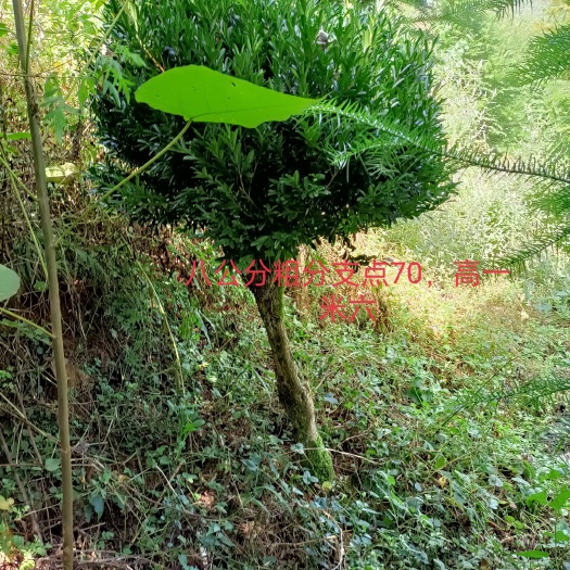 富源县雀舌黄杨，瓜子黄杨。