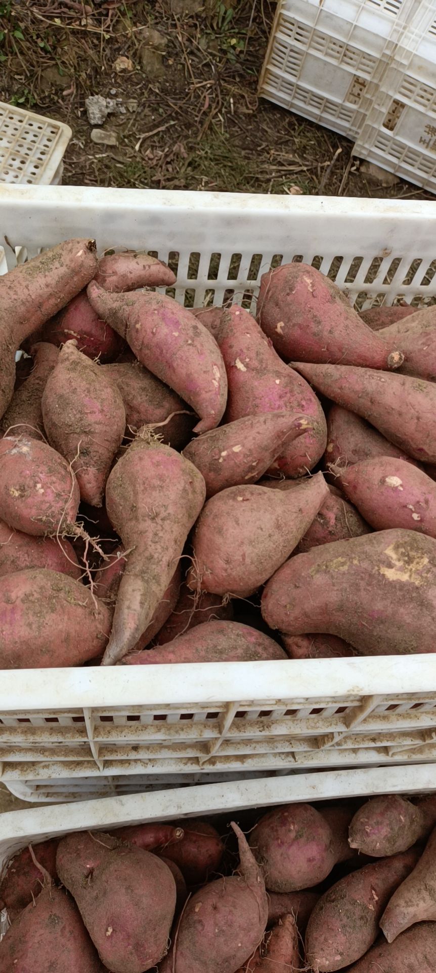 徐薯18   济薯~9   济薯25 红皮白瓤地瓜大量供应