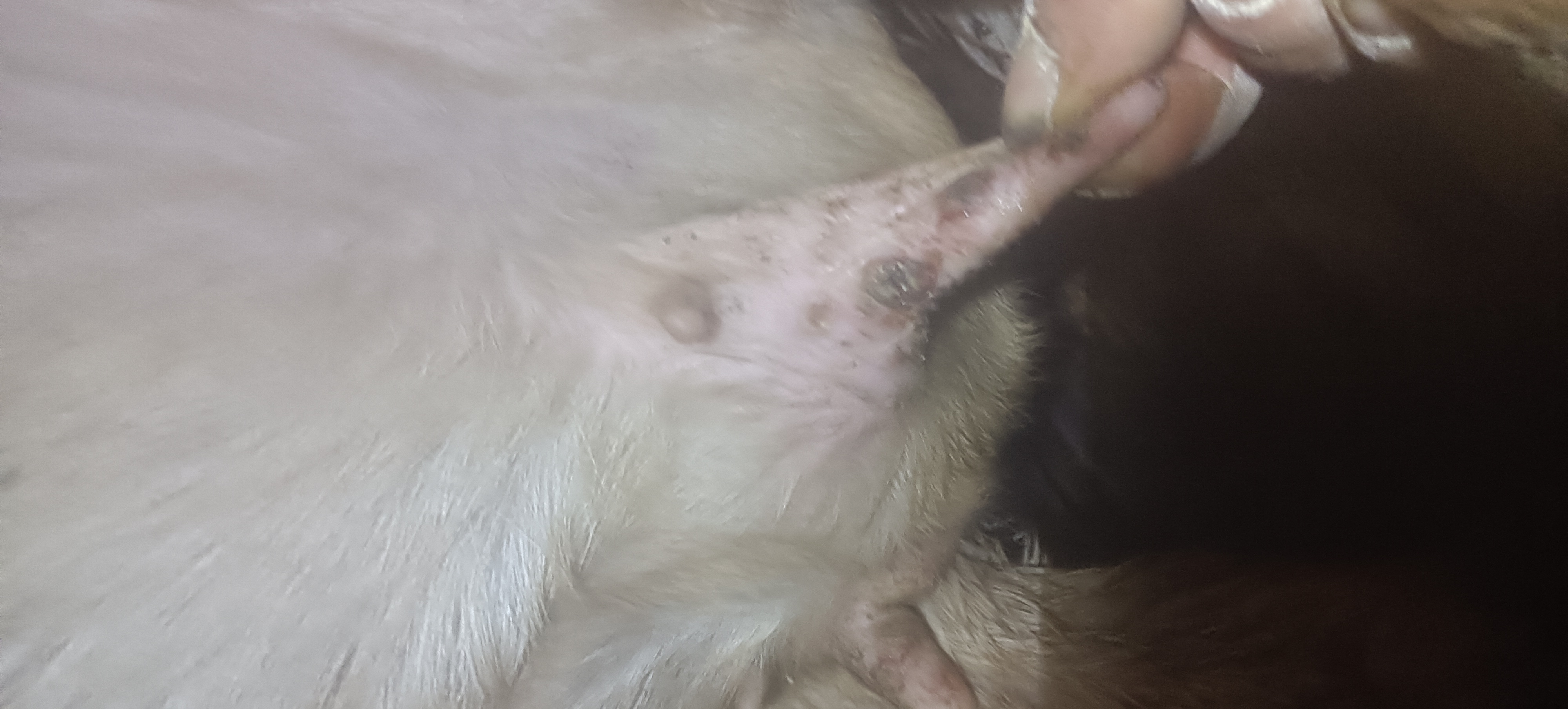 张教授你好我家的母羊乳头上面出现这种裂开一样的疮能帮我看一下是不