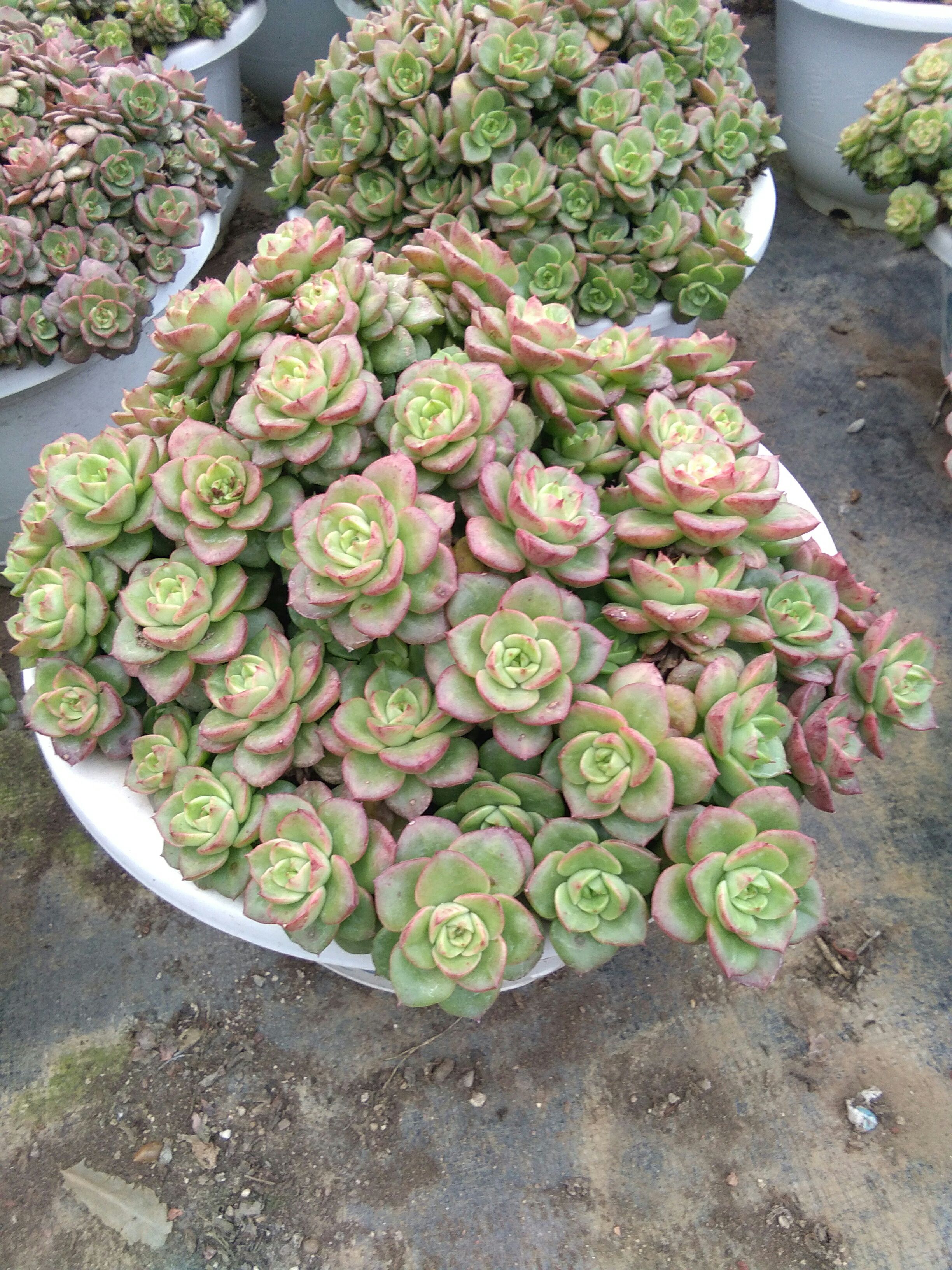 蜡牡丹多肉 腊牡丹