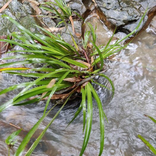 云阳 水石菖蒲苗