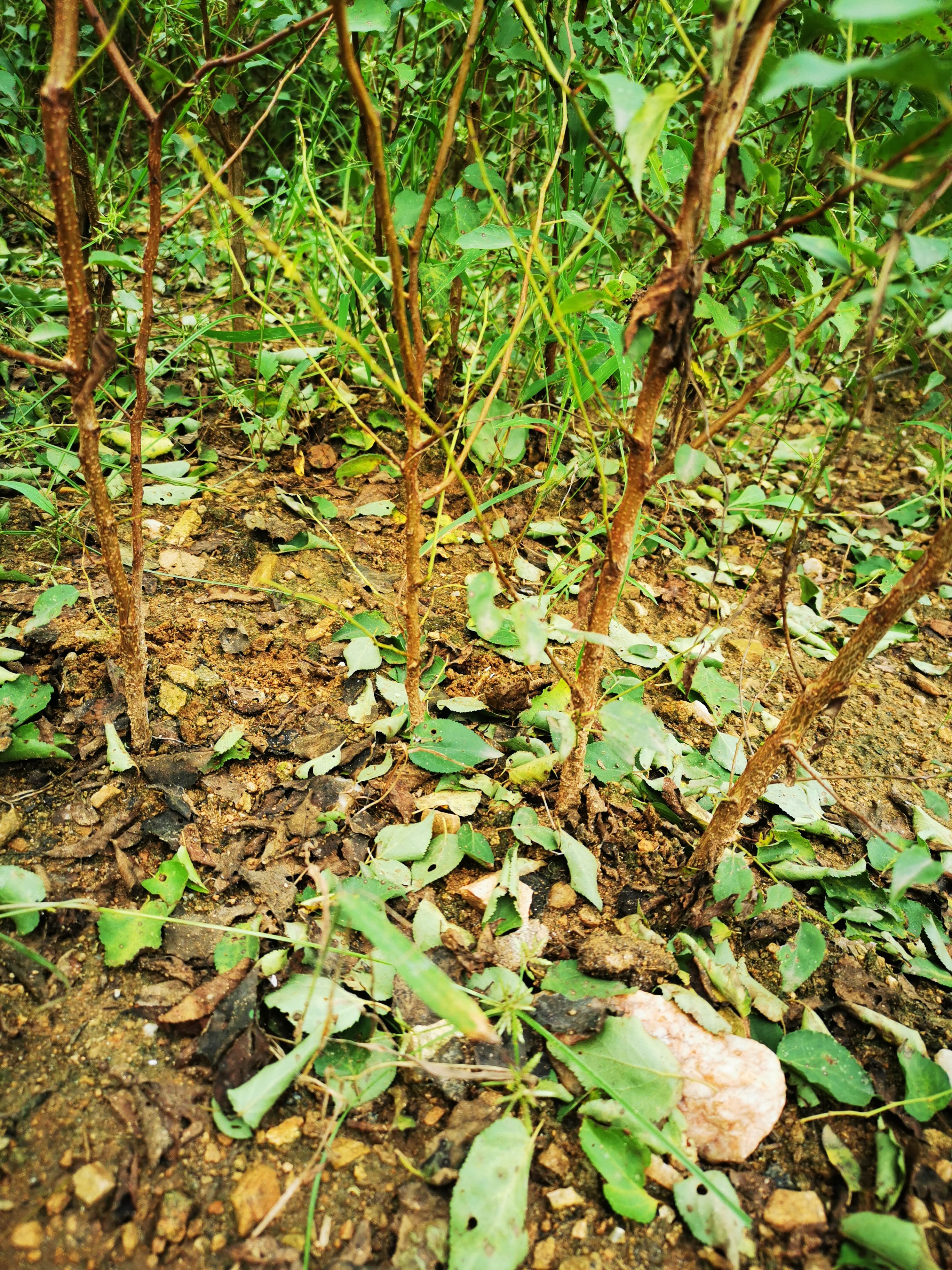 1年的山杏苗大量出售价格便宜