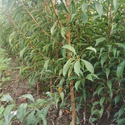 苍溪县蜂糖李树苗 蜂糖李子苗
