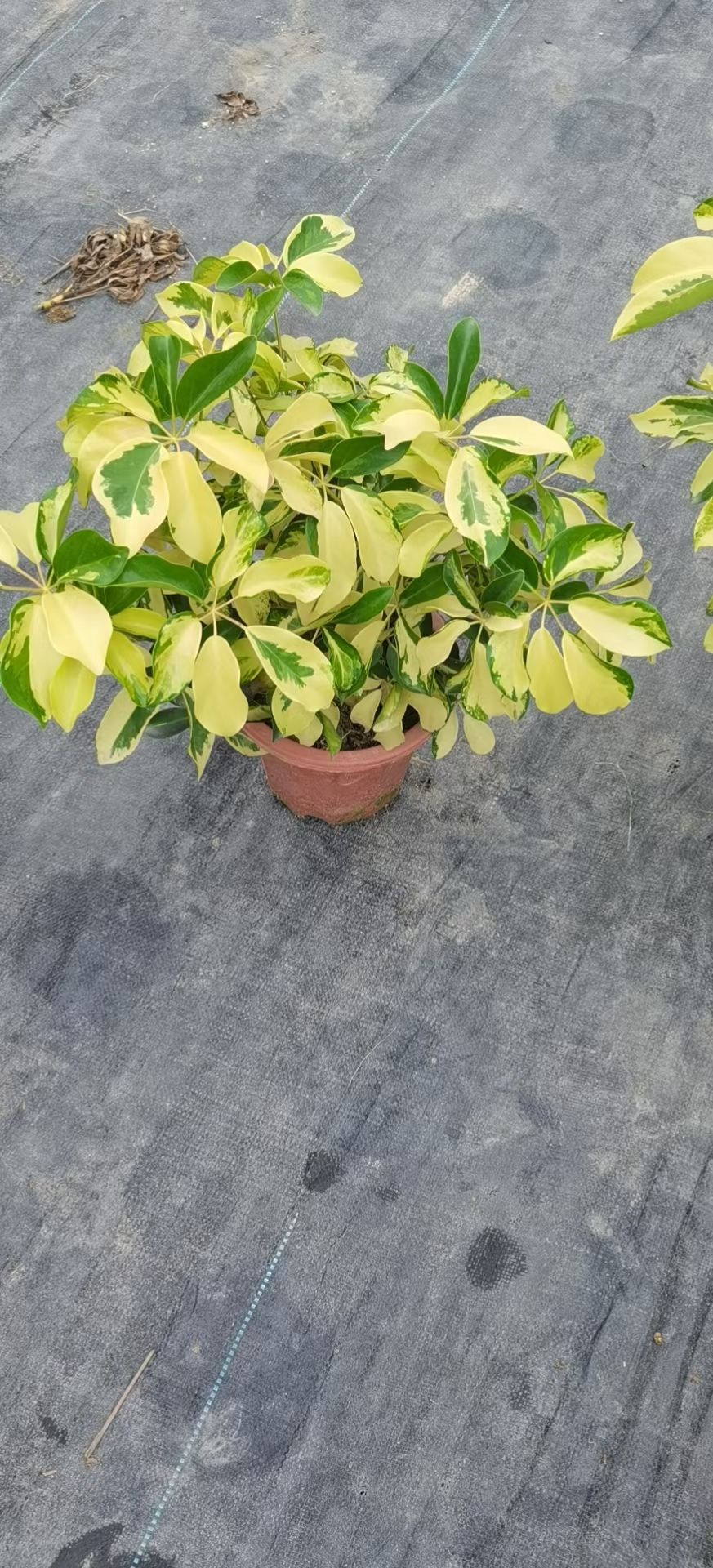 花叶鸭脚木