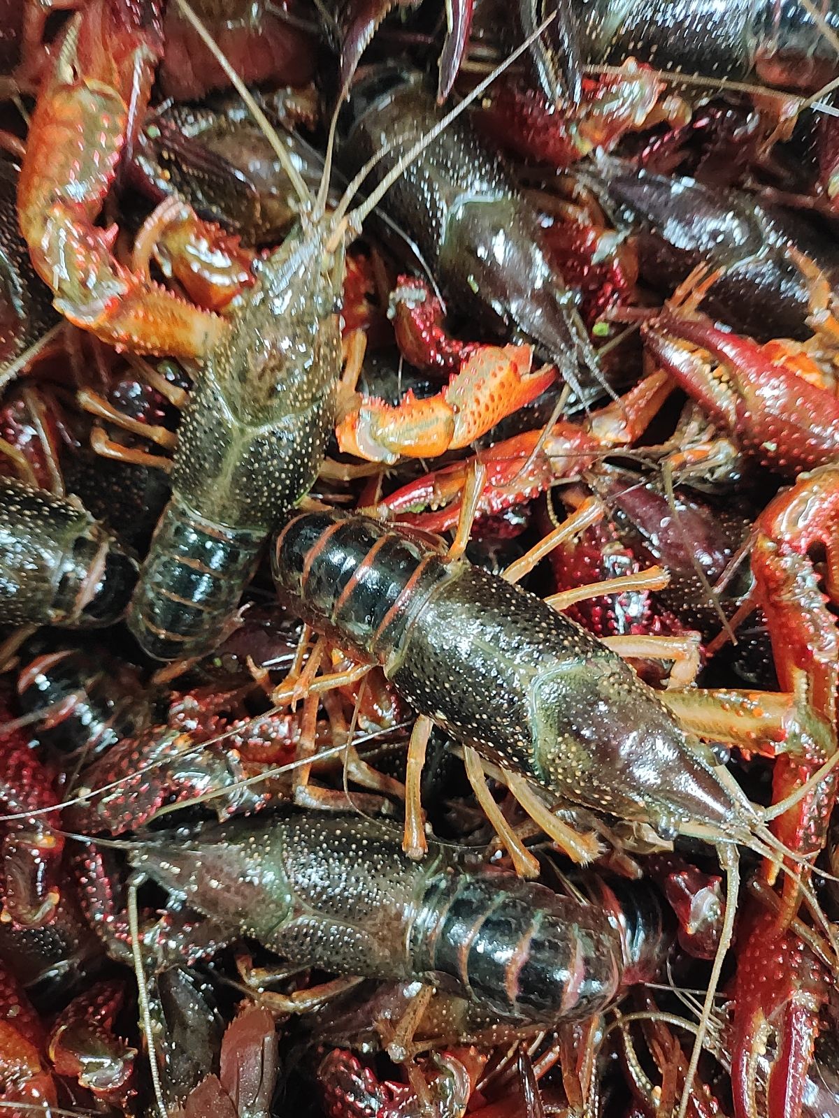 【推荐】湖北小龙虾产地直供品类齐全新鲜欢迎餐饮 商超