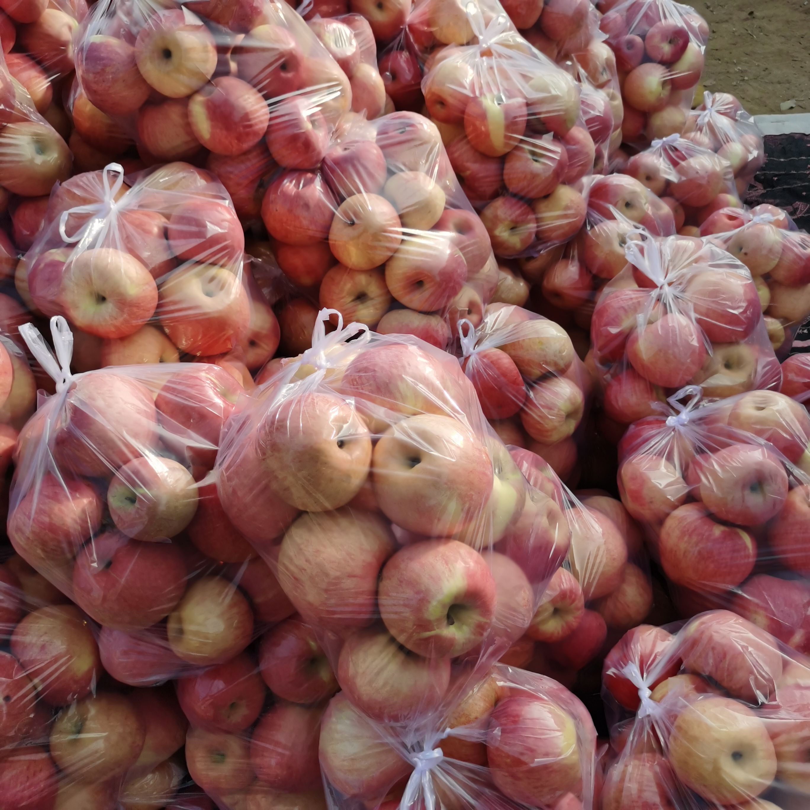 绥中寒富苹果大量出售，个头大颜色好，口感甜脆，需要联系