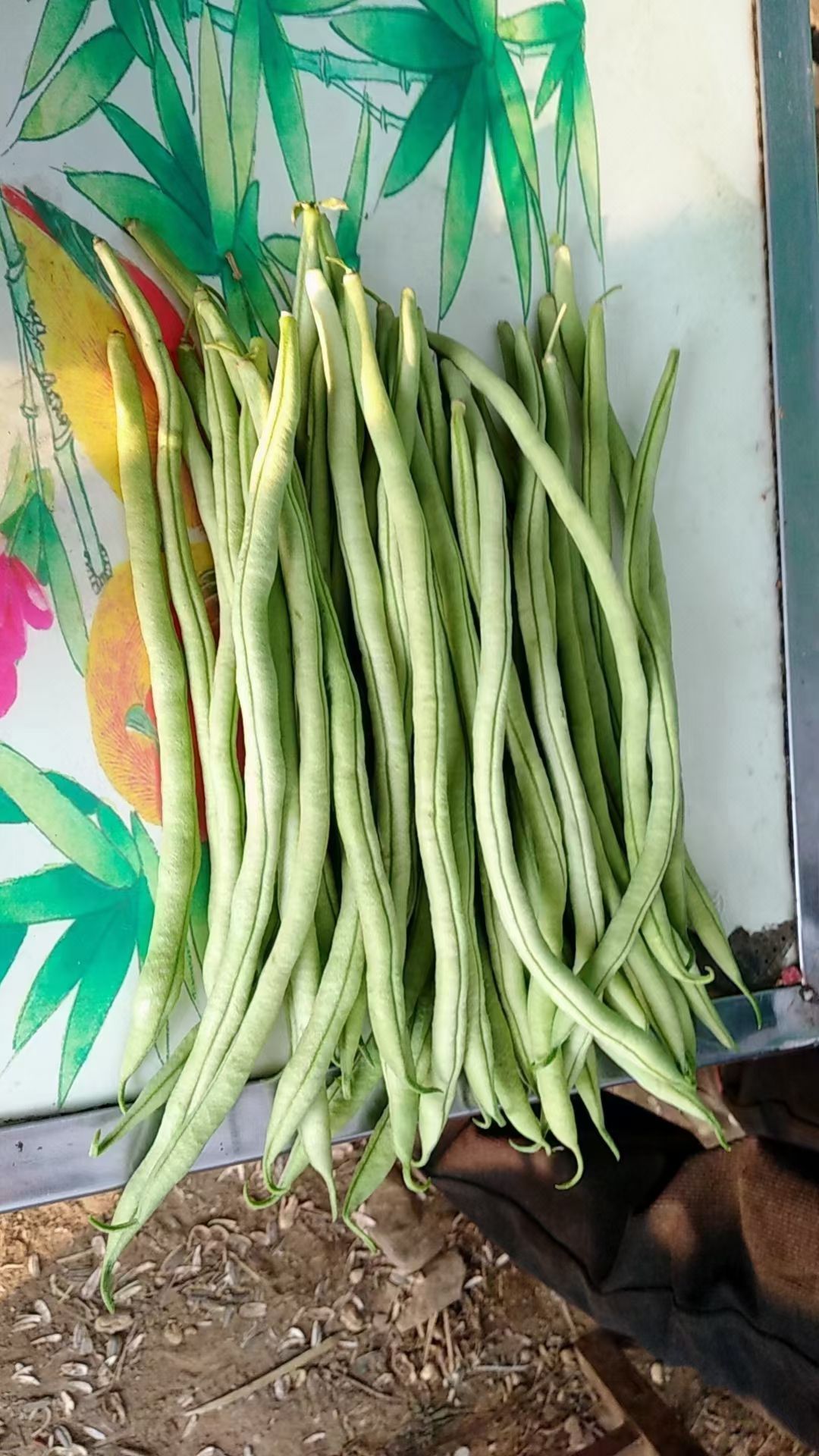 无筋豆角 精品无荕豆上量