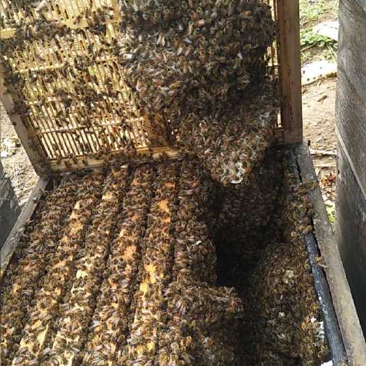 雷州市土蜂蜜  自家养的蜜蜂