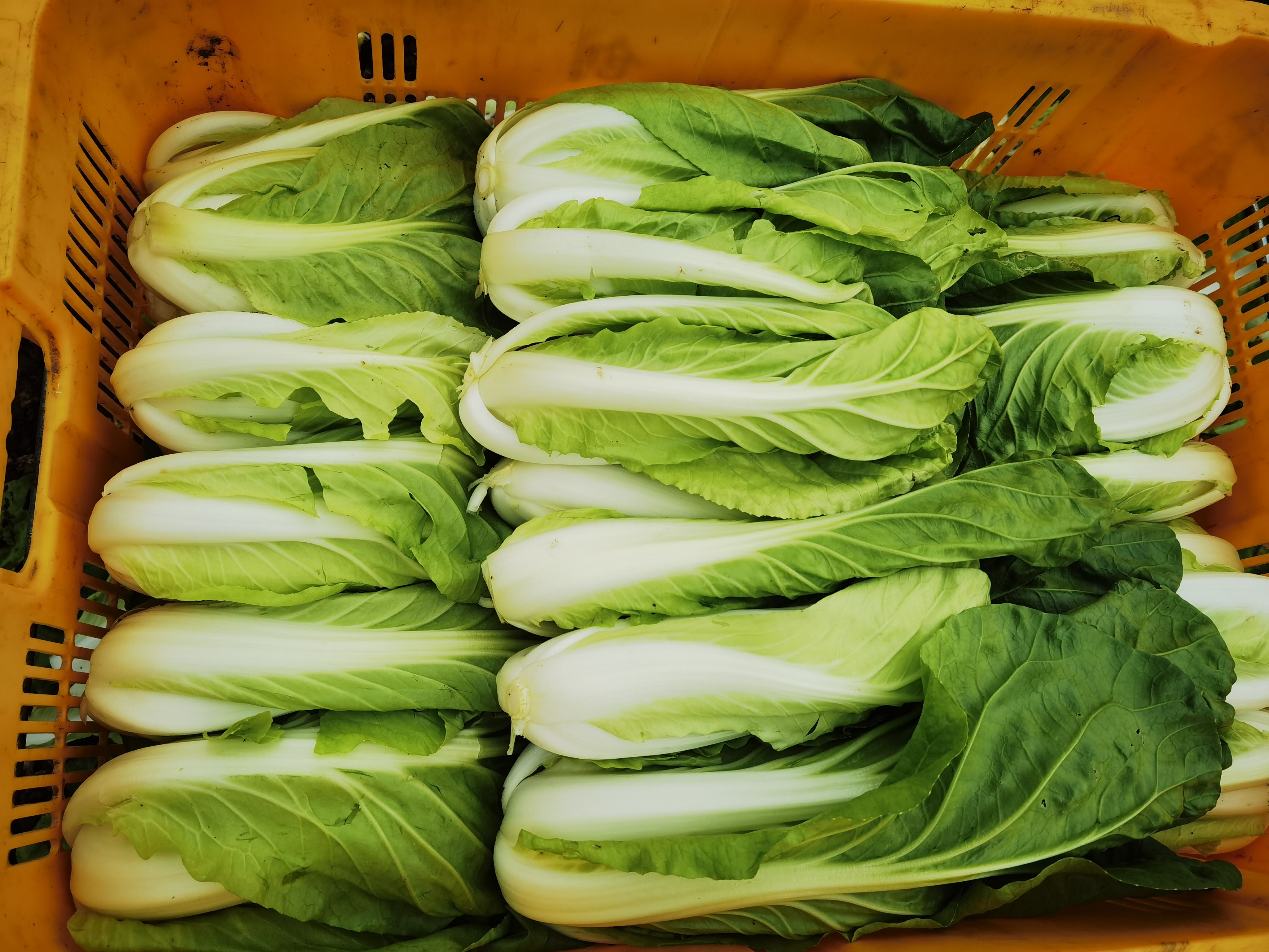 快菜 湖南省株洲市天元区 25~30cm 