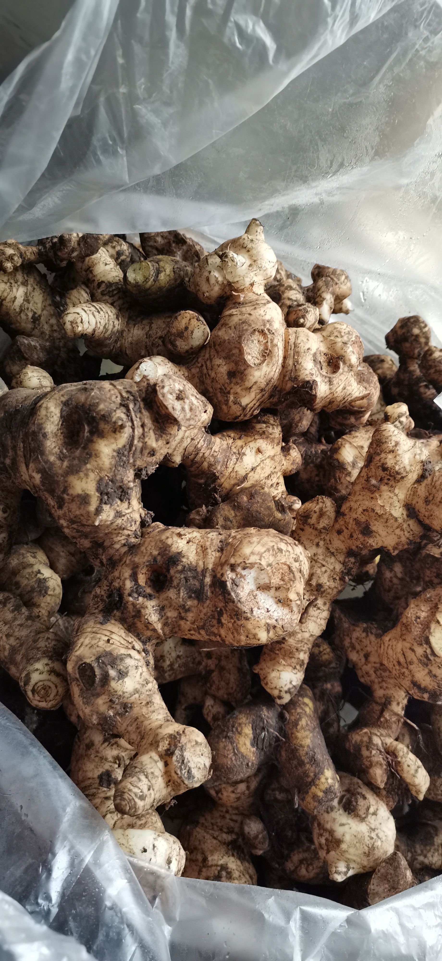 四川产地～多花黄精  大个子