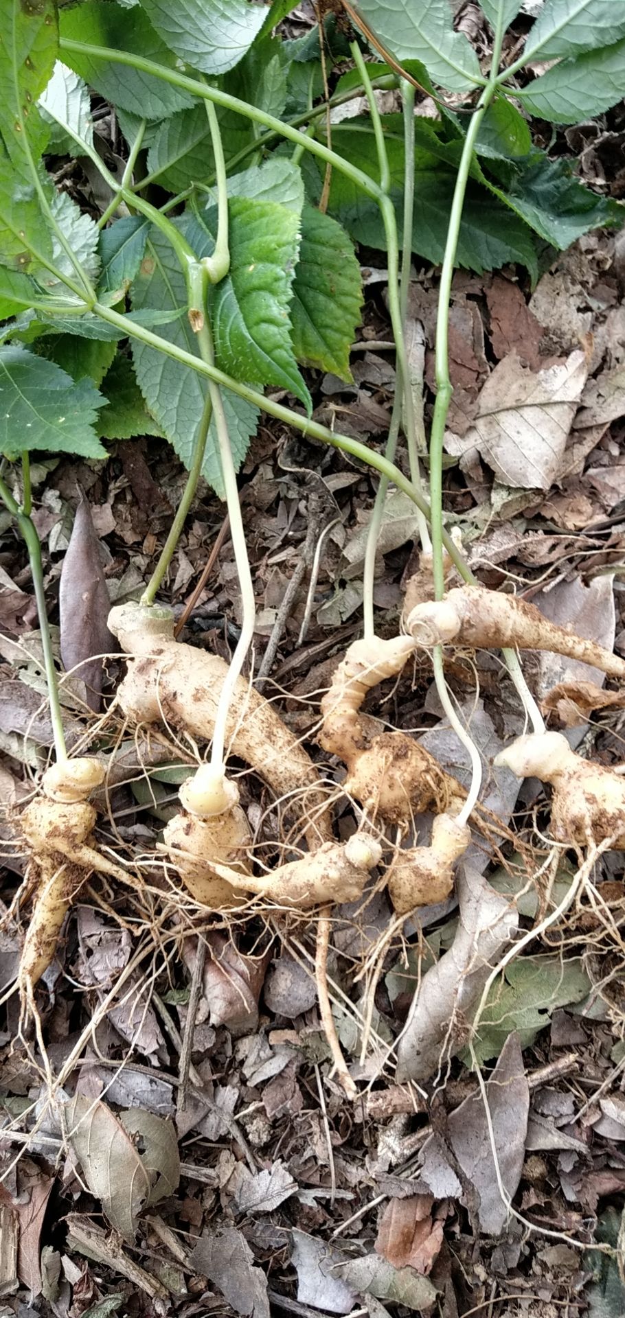 竹节生大三七块