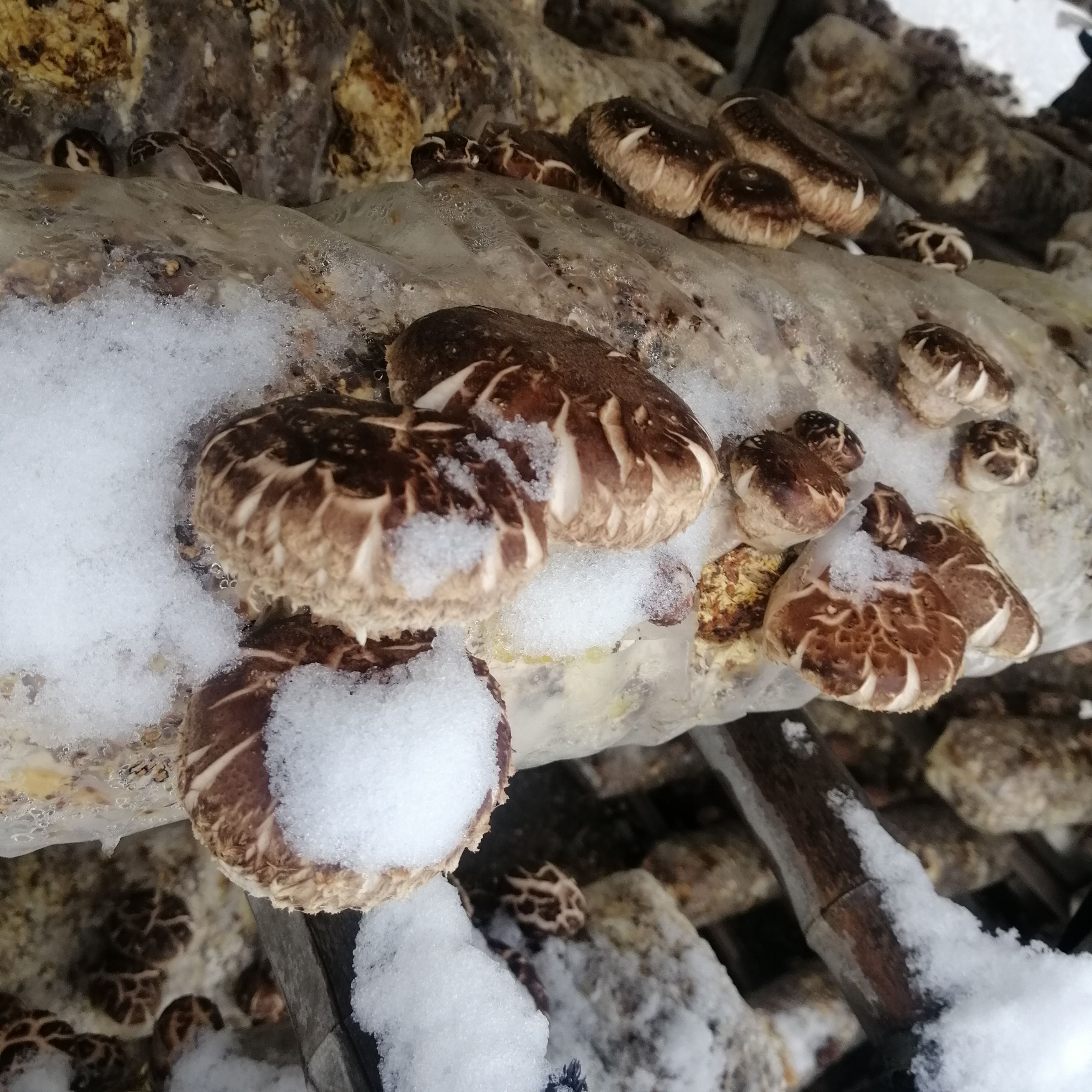 剪脚大花菇自家种植个大肉厚随州地标特产一斤也是包邮价