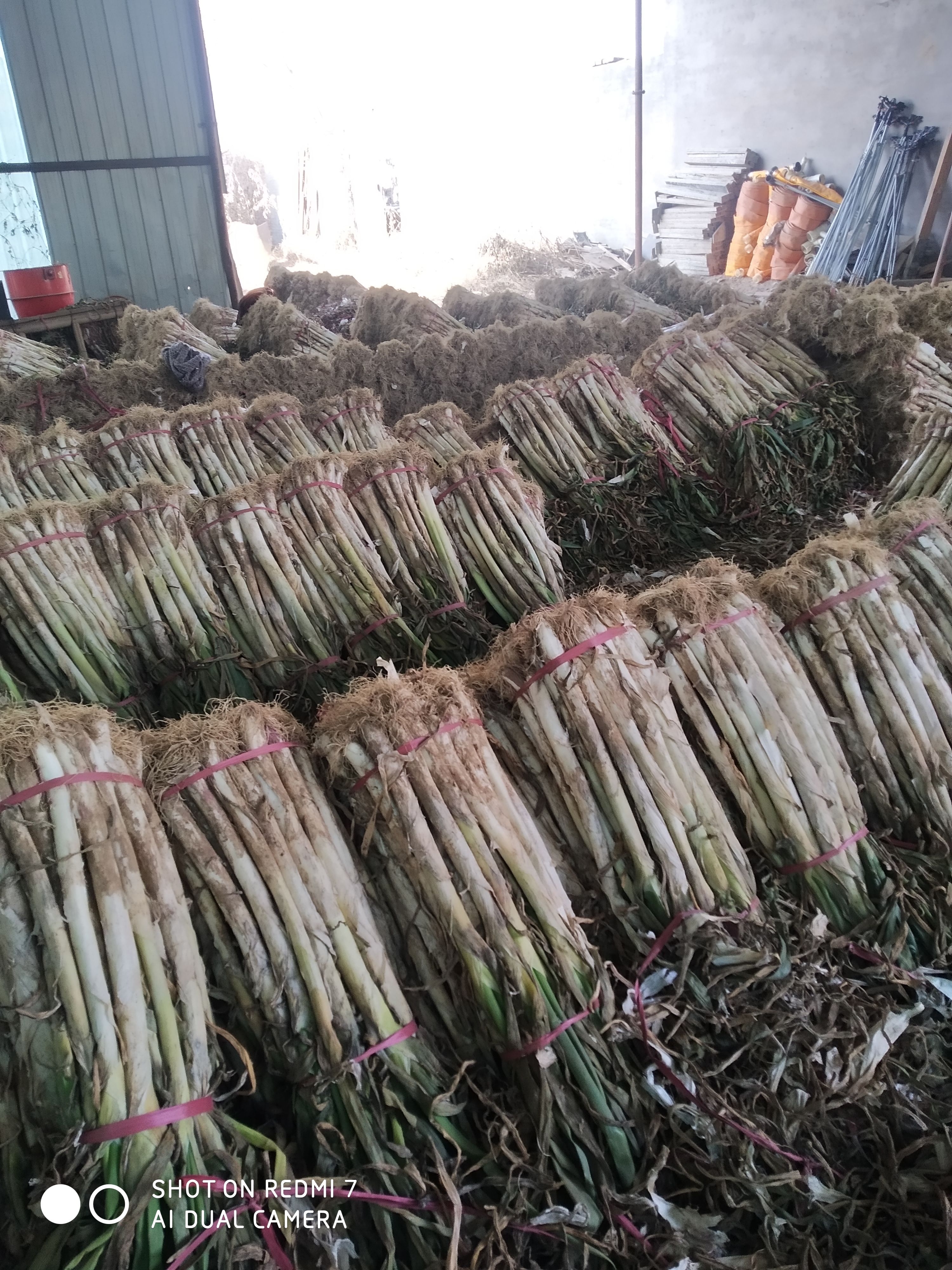 出售优质长白大葱和铁杆钢葱