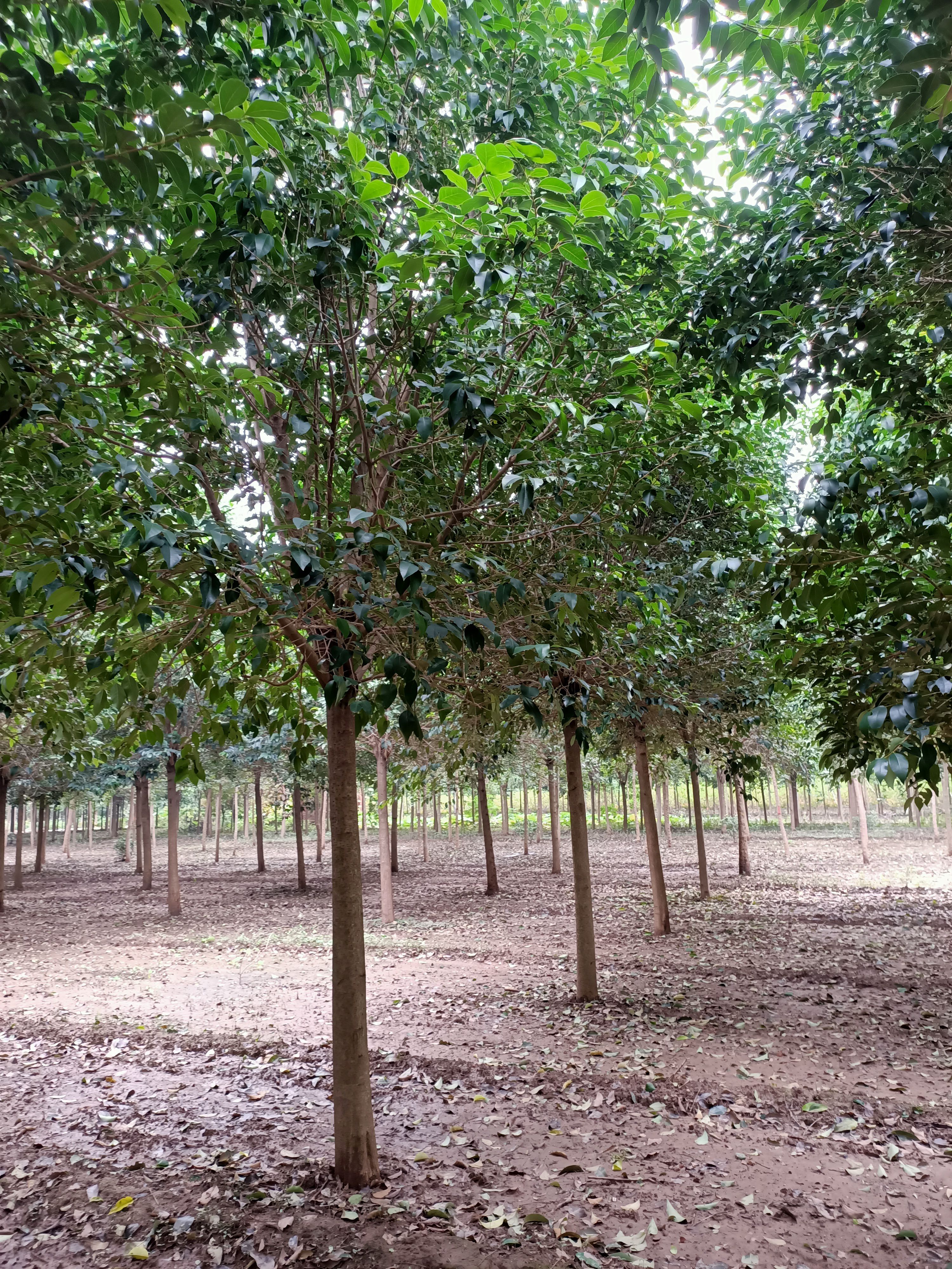 15公分大叶女贞