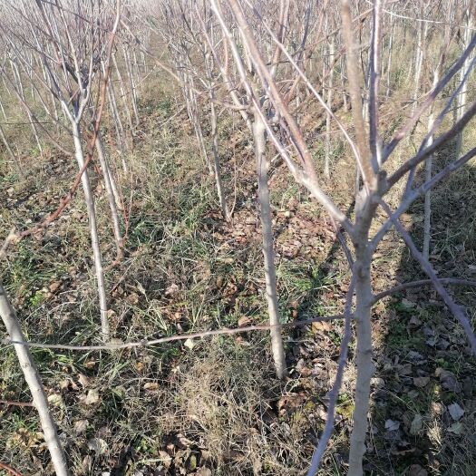 鄢陵县富红苹果苗 