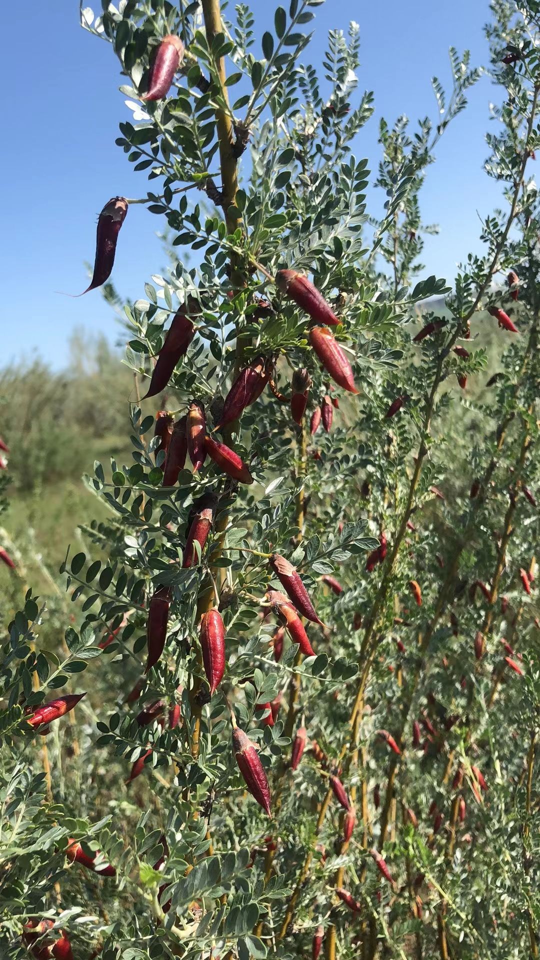 柠条种子林木种子小叶锦 鸡儿黄花柠条种子批发小柠条护坡灌木