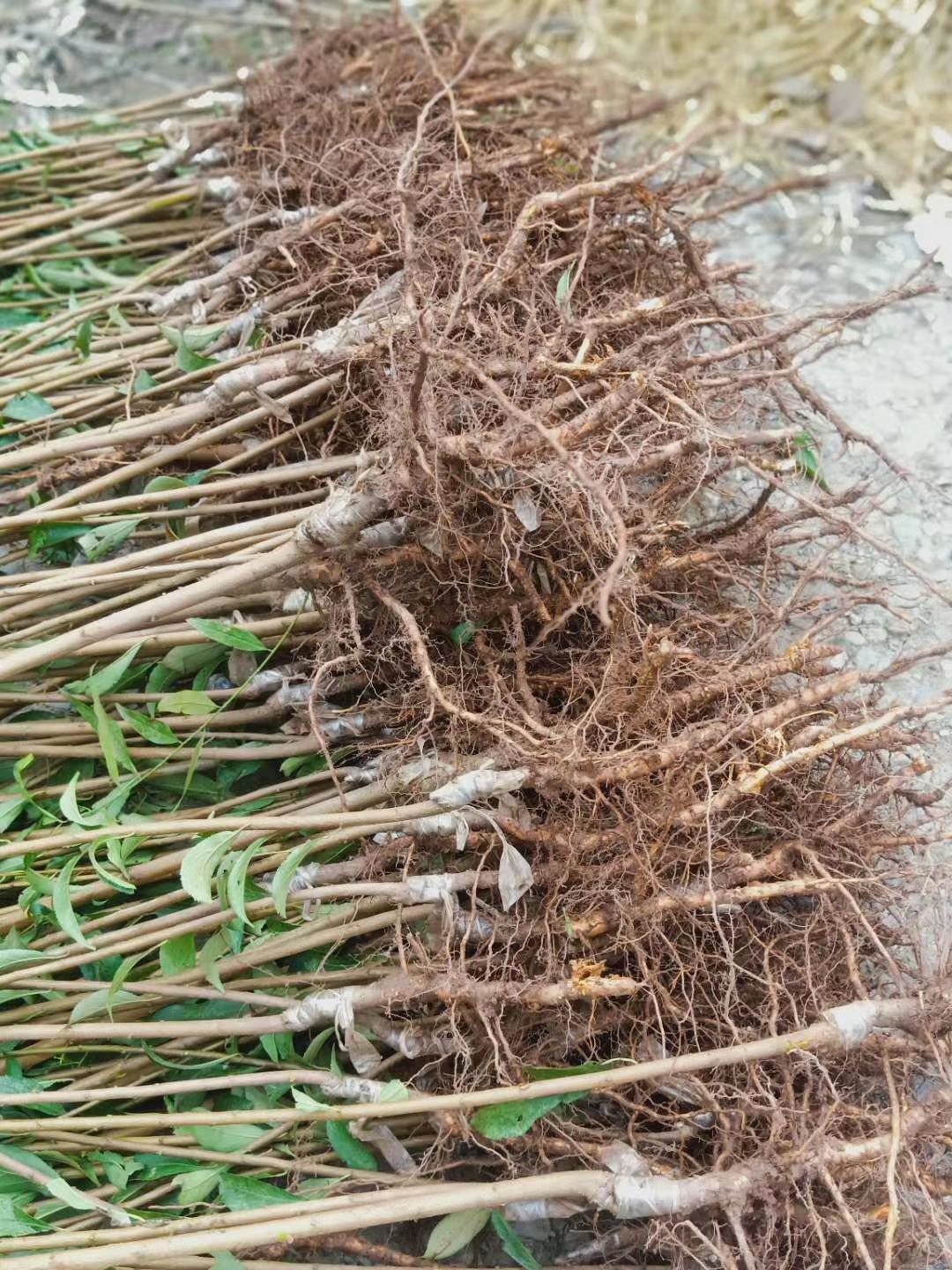 蜂糖李树苗 蜂糖李子苗