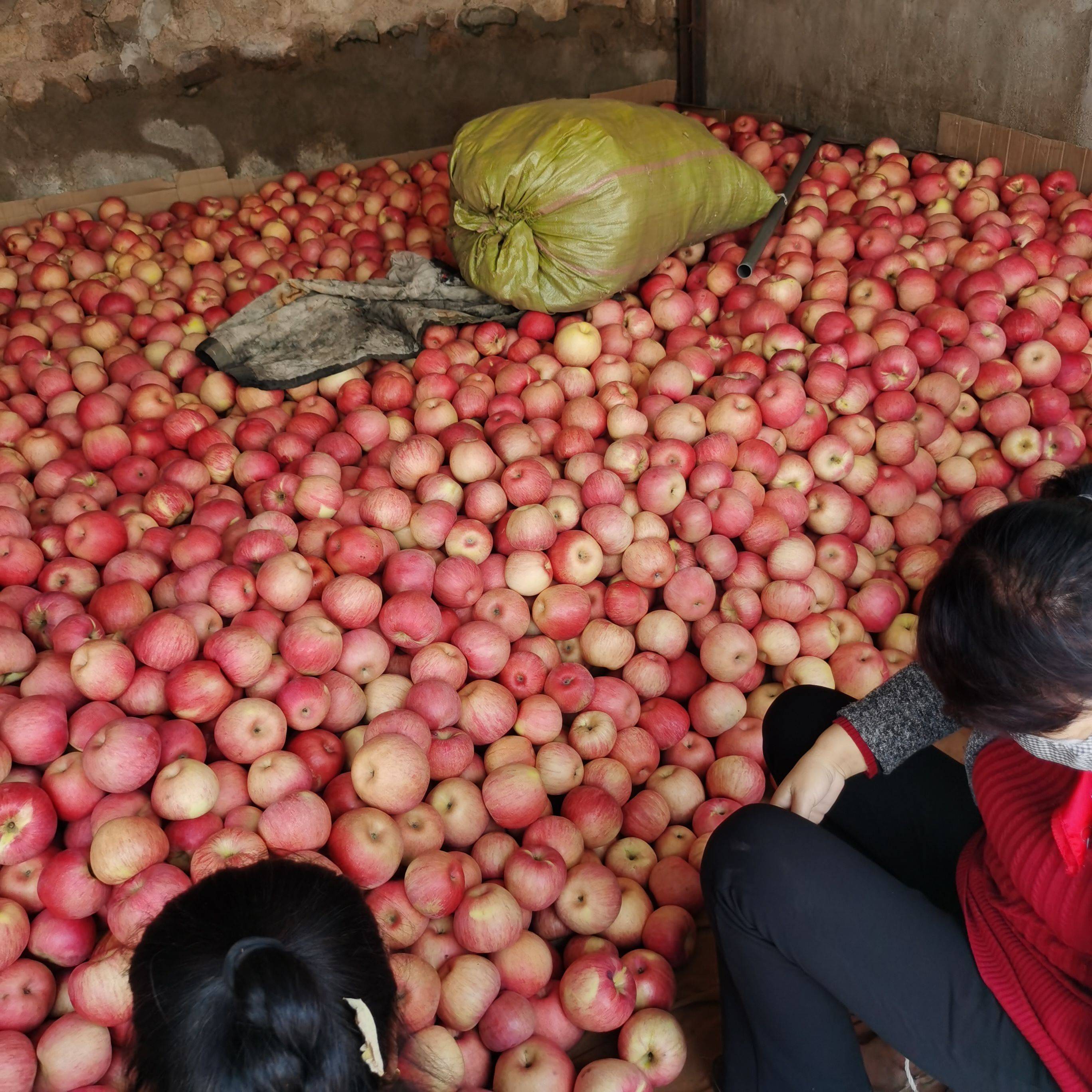 绥中寒富苹果大量出售，个头大颜色好，口感甜脆，需要联系
