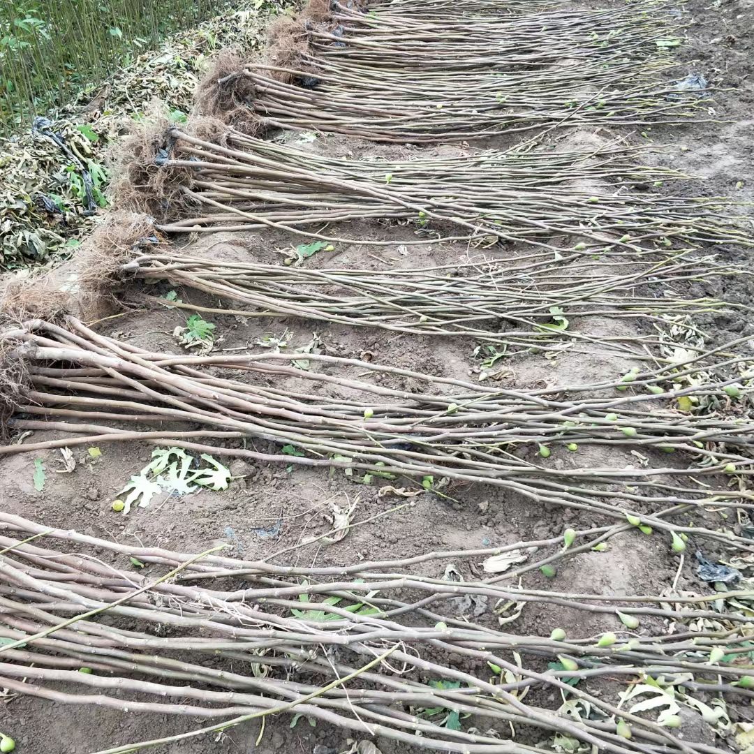 波姬红无花果苗  自家育苗纯度高  当天起苗发货保证成活率