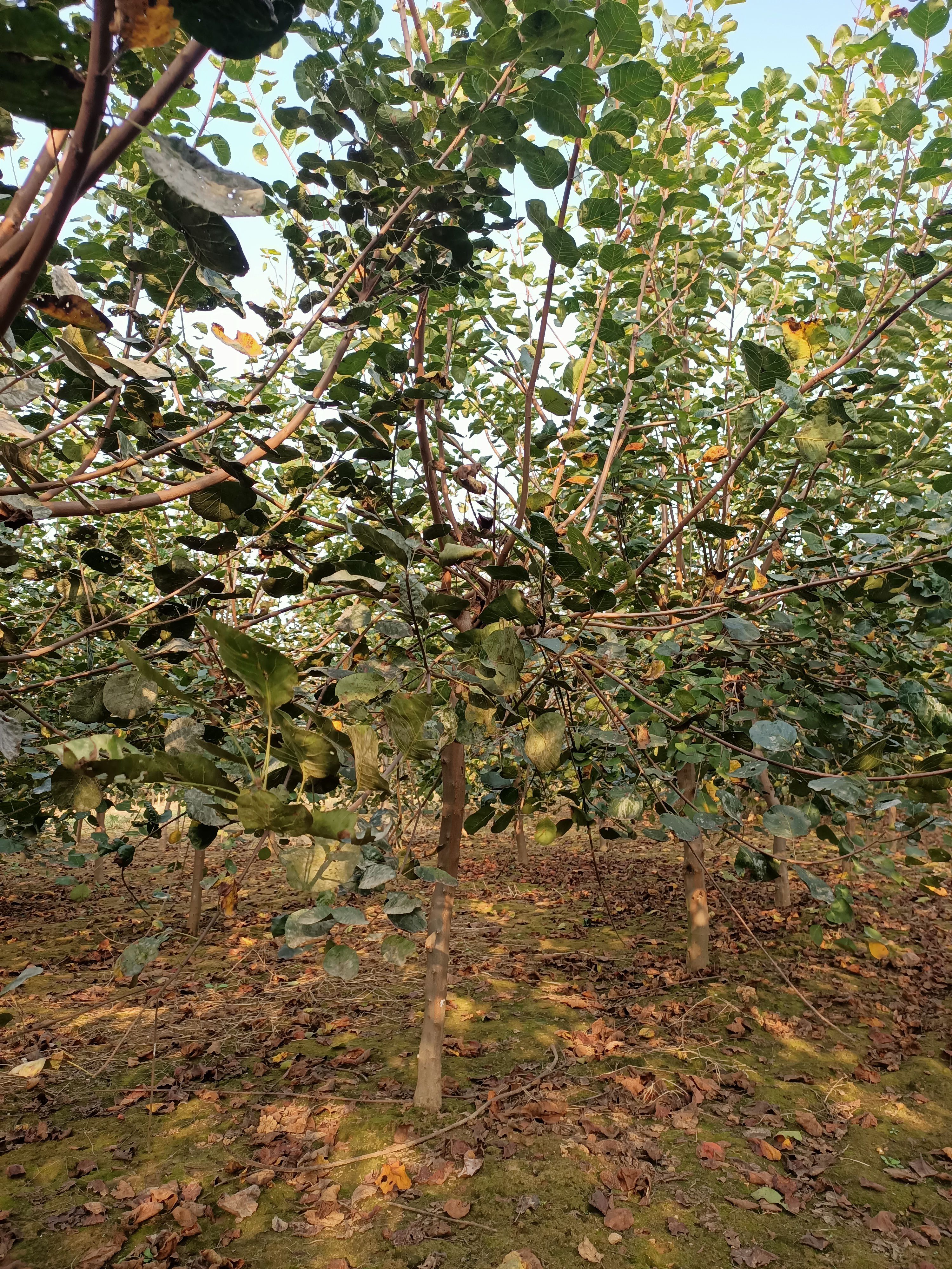 5公分黄栌