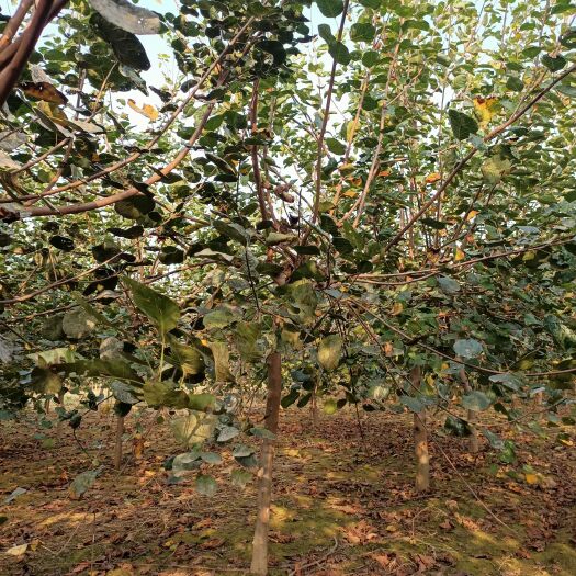 南召县5公分黄栌