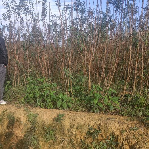 蜂糖李树苗  蜂糖李苗原生苗嫁接苗四月李苗存活率高根须发达