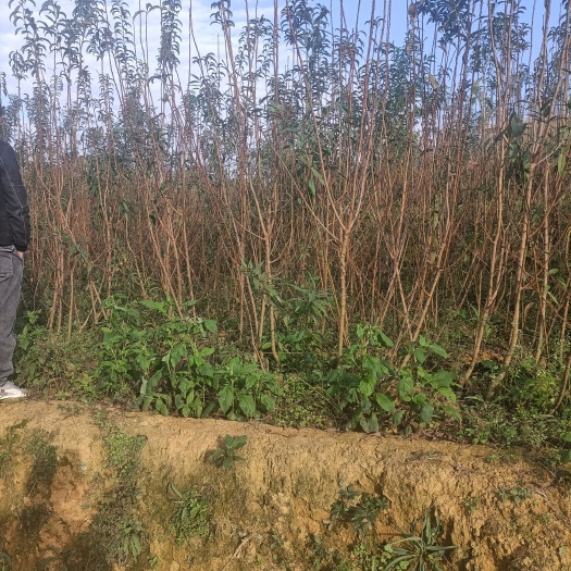 镇宁县蜂糖李树苗  蜂糖李苗原生苗嫁接苗四月李苗存活率高根须发达
