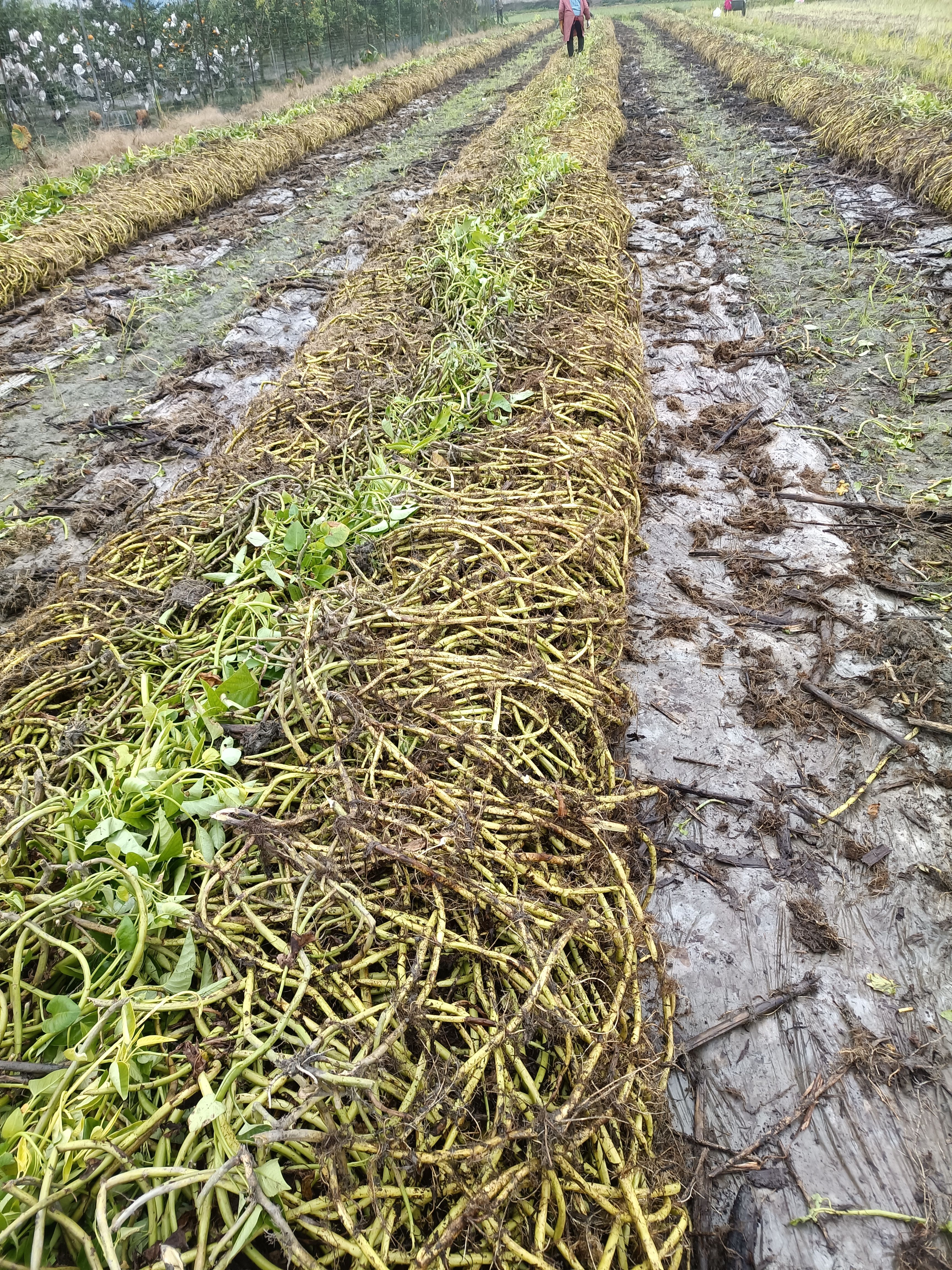 成都本地柳叶空心菜老杆种藤 ，菜苗，优质优量，发芽率高。