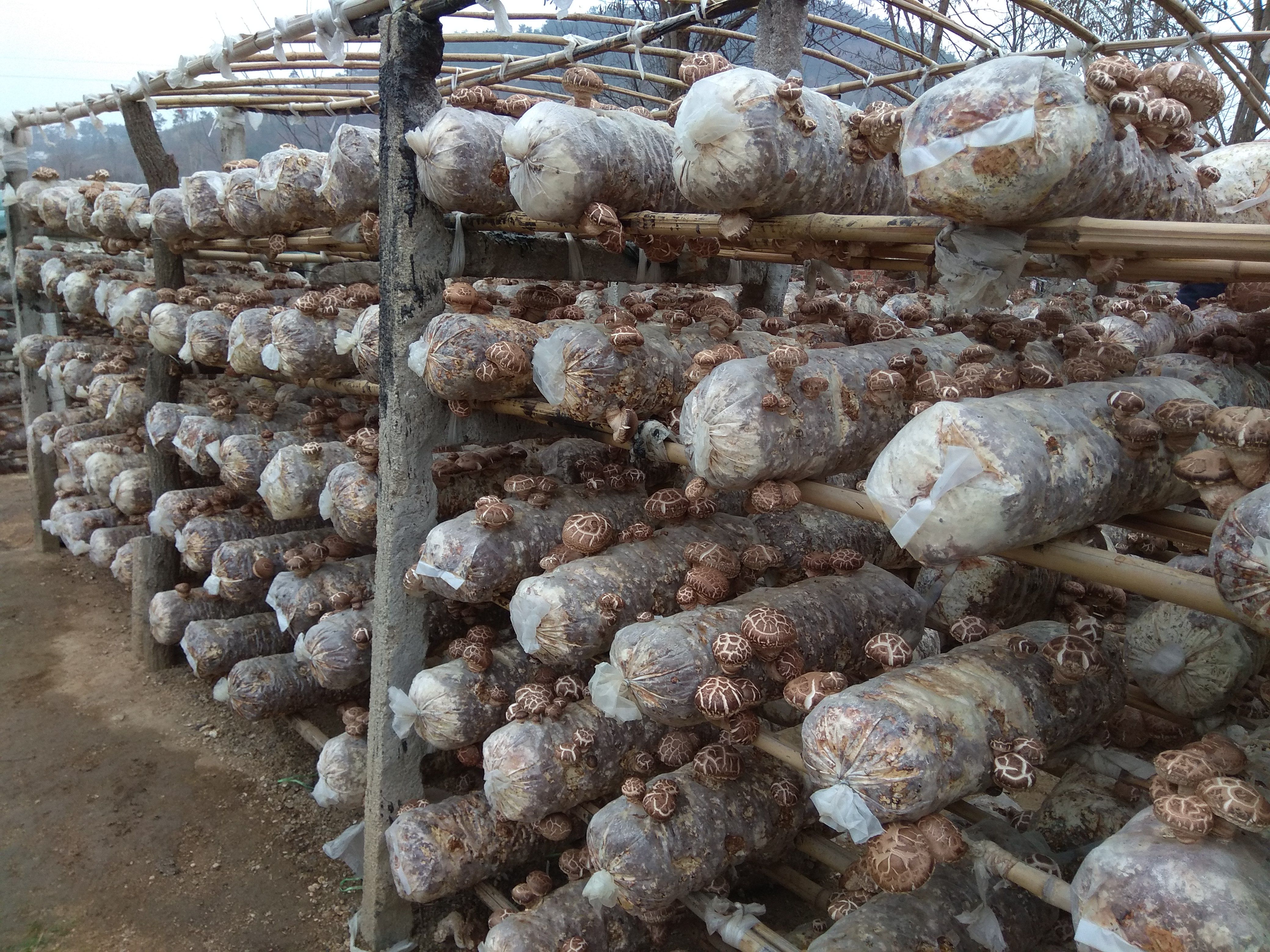 剪脚大花菇自家种植个大肉厚随州地标特产一斤也是包邮价